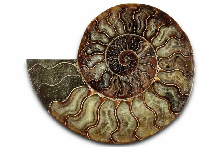 Cut & Polished Ammonite Fossil (Half) - Madagascar #359554